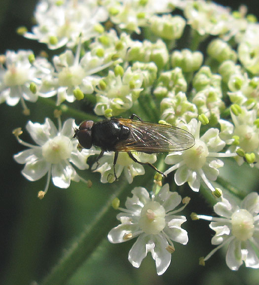 nazomergitjemanopgewoneberenklauwnatuurlijkbrabant10072011