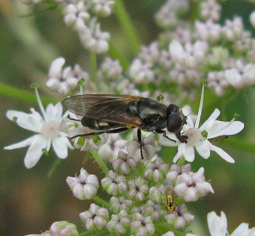 nazomergitjevrouwopgewoneberenklauwzouweboezemgebied15082009