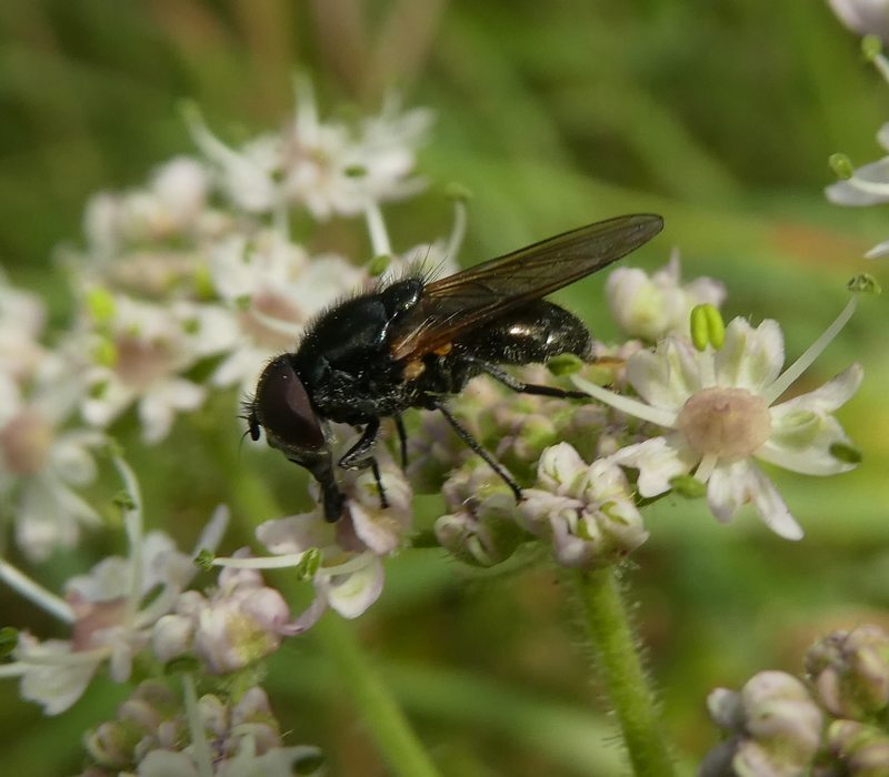 nazomergitjevrouwopgewoneberenklauwzouweboezemgebied26072017