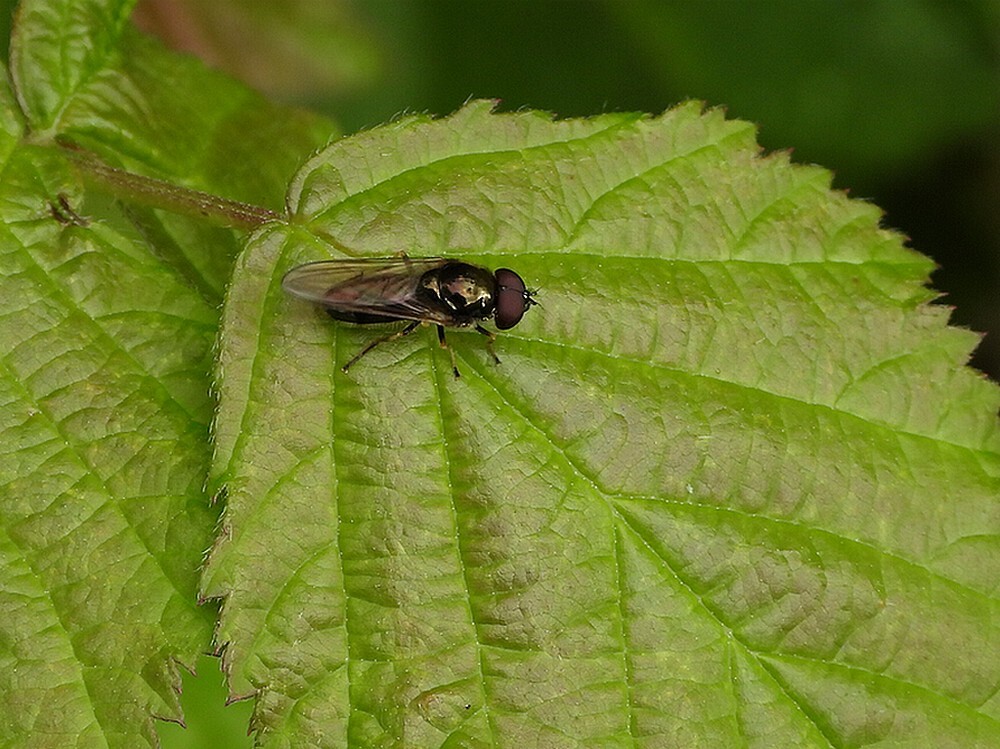 paddenstoelgitjemanbuitenfortbotanischetuinenutrecht11062024