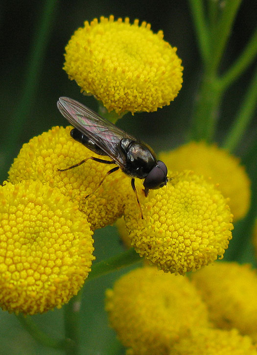 paddenstoelgitjemanopboerenwormkruidnatuurlijkbrabant15082011 1