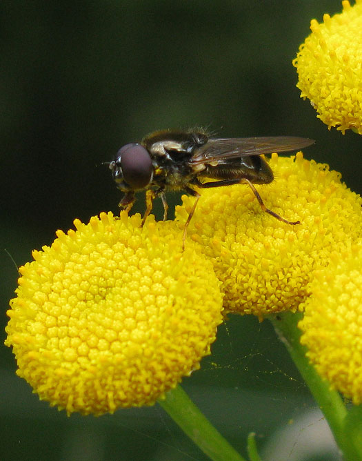 paddenstoelgitjemanopboerenwormkruidnatuurlijkbrabant15082011 2