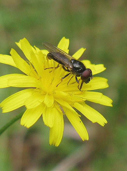 paddenstoelgitjemanopkleinstreepzaadnatuurlijkutrecht15092011 1