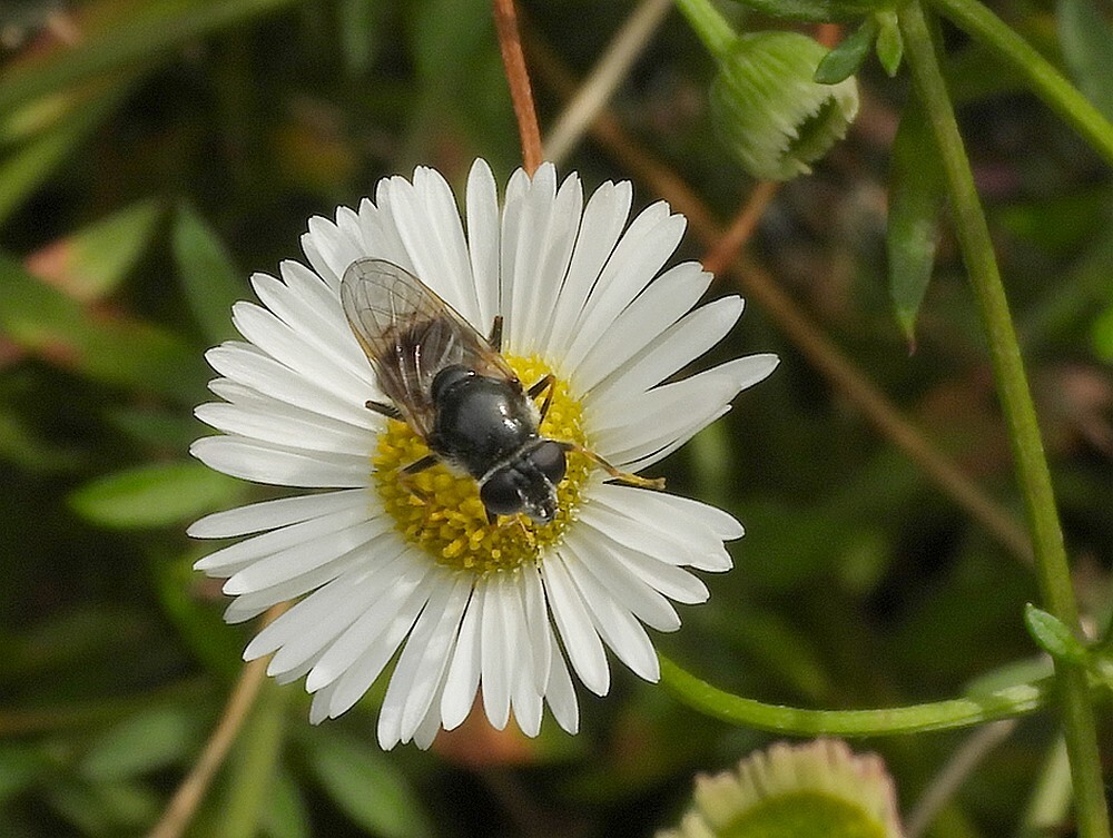 tuingitjevrouwopwildepeenbotanischetuinenutrecht08102023