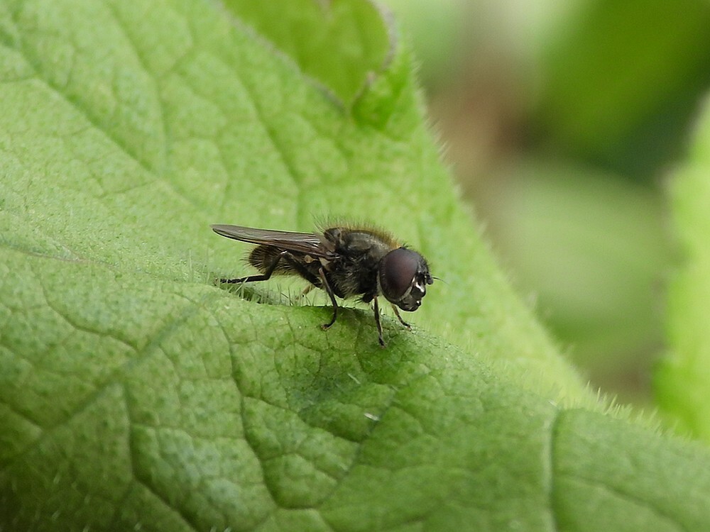 vetplantgitjemanbotanischetuinenutrecht25032024 3