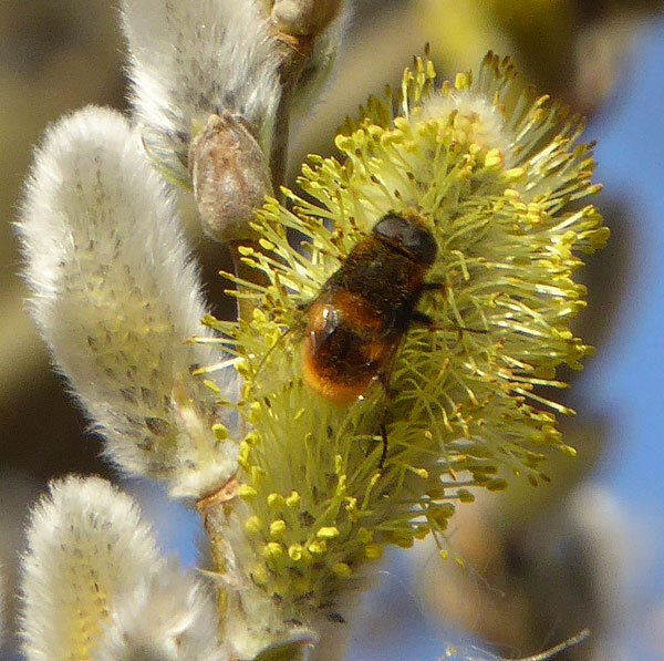 vosroodgitjemanopwilgzouweboezem21032015 1