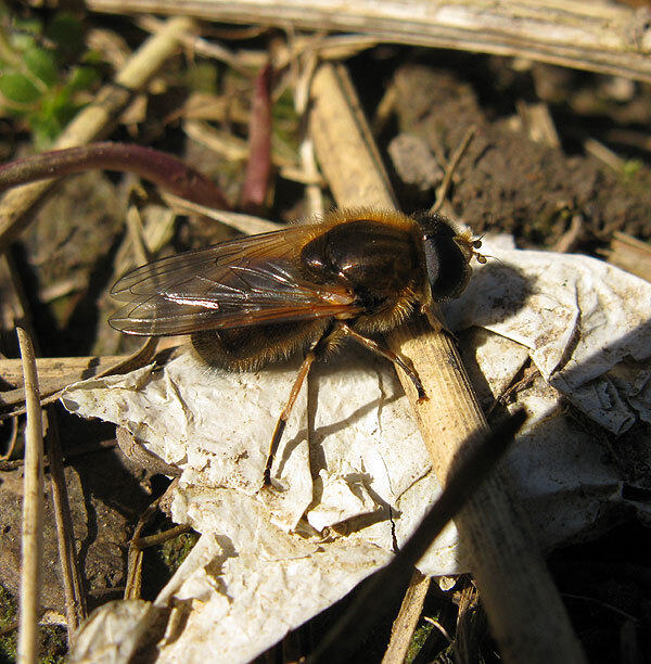 wilgengitjevrouwvianen11032015