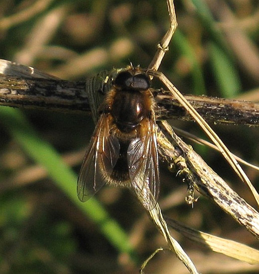 wilgengitjemanzouweboezemgebied21032009