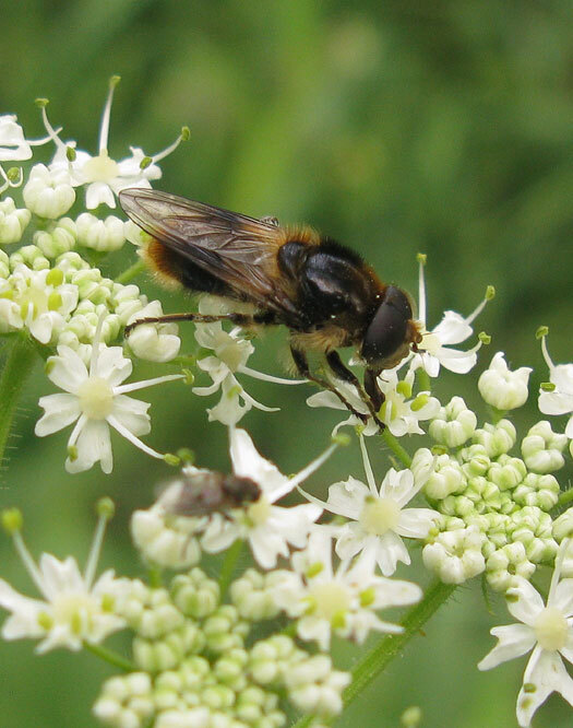 wolliggitjemanopgewoneberenklauwzouweboezemgebied28072013