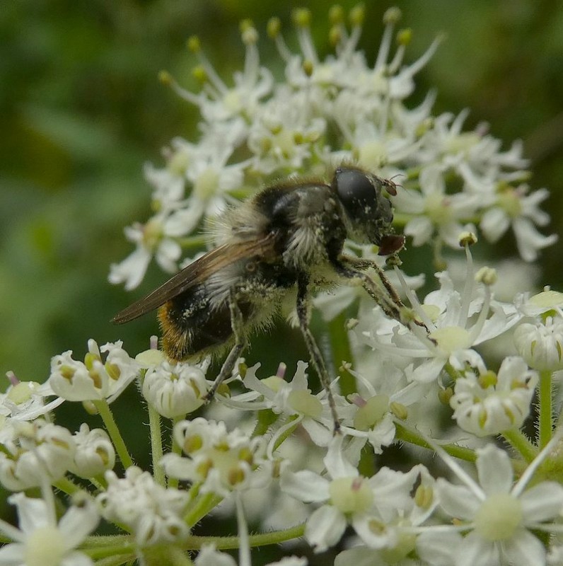 wolliggitjevrouwopgewoneberenklauwviaansebos23072017