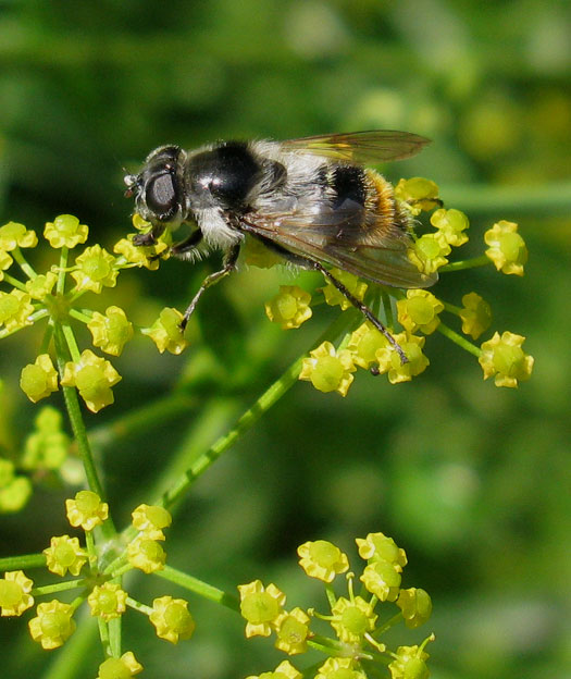 wolliggitjevrouwoppastinaaknieuwegein20082011
