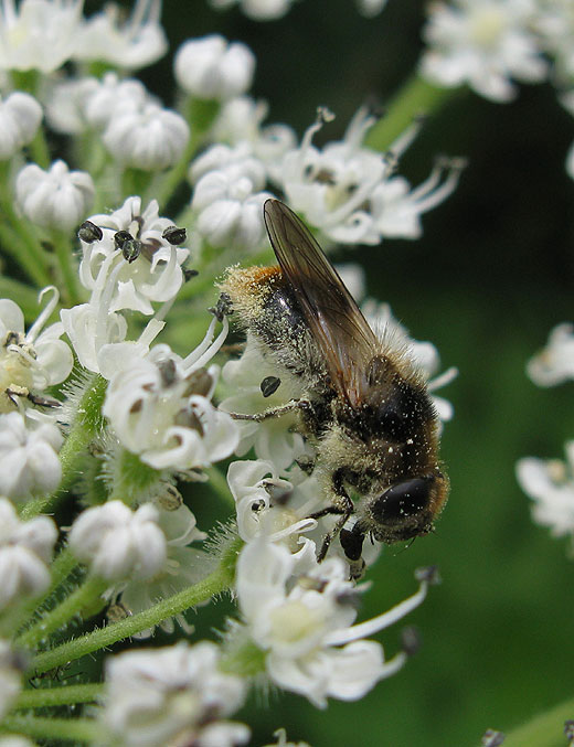 wolliggitjevrouwopreuzenberenklauwvreeswijk17062011 2