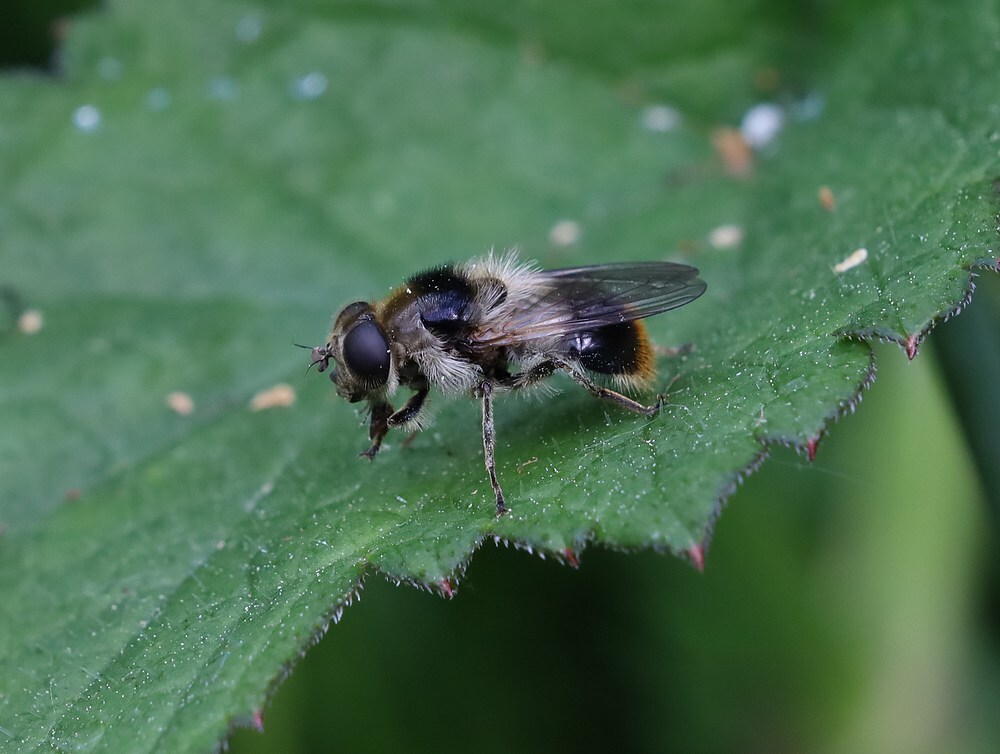 wolliggitjevrouwviaansebos24052023