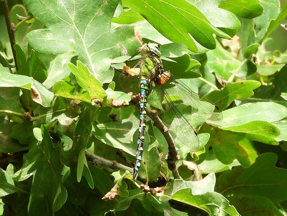blauweglazenmakermanesperloopgrotel30072025