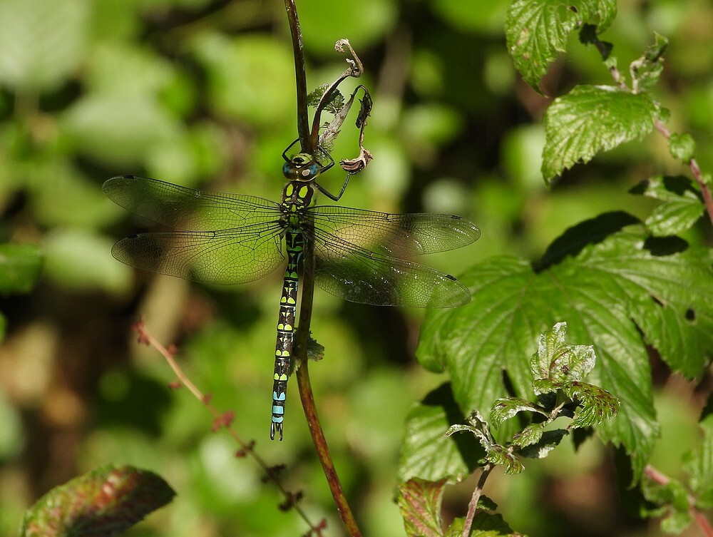blauweglazenmakermaninsectenweidebotanischetuinenutrecht28082024