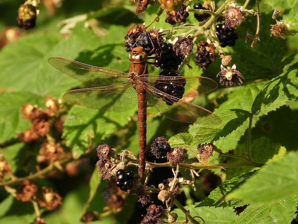 bruineglazenmakermanbotanischetuinenutrecht02082024