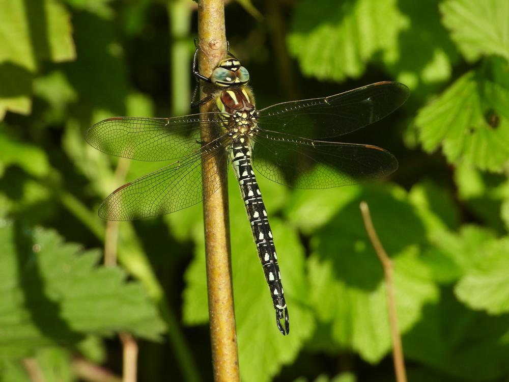 glassnijderlingebos18052021