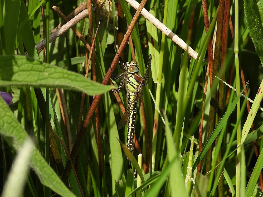 glassnijdervrouwzouweboezemk04052025