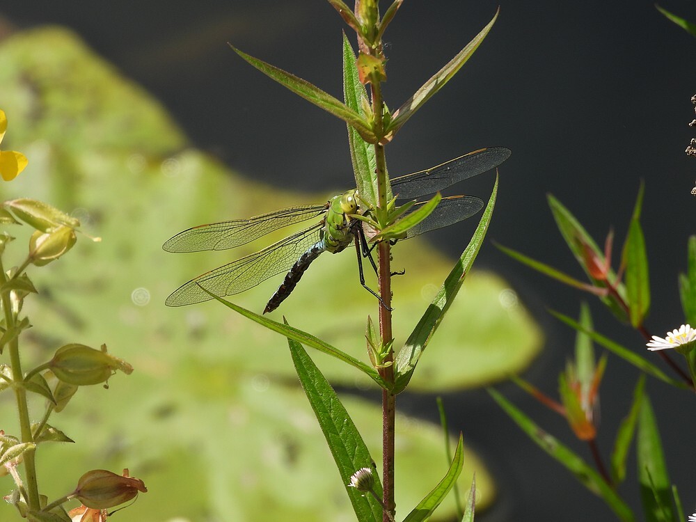 grotekeizerlibelfortgrachtbotanischetuinenutrecht17062024 1