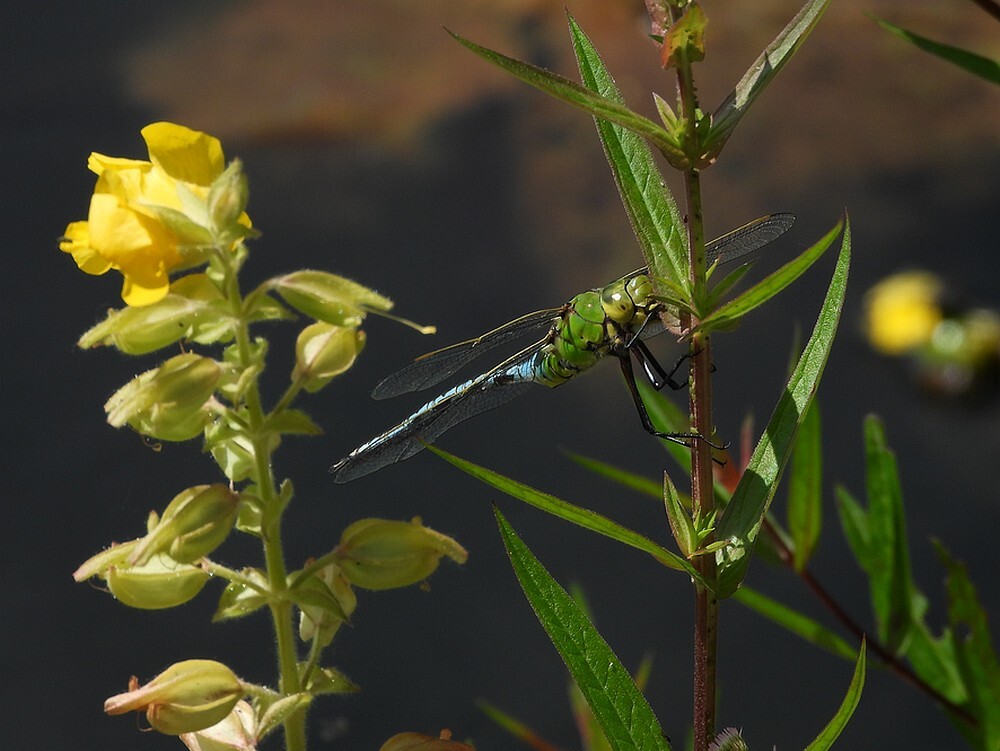 grotekeizerlibelfortgrachtbotanischetuinenutrecht17062024 2