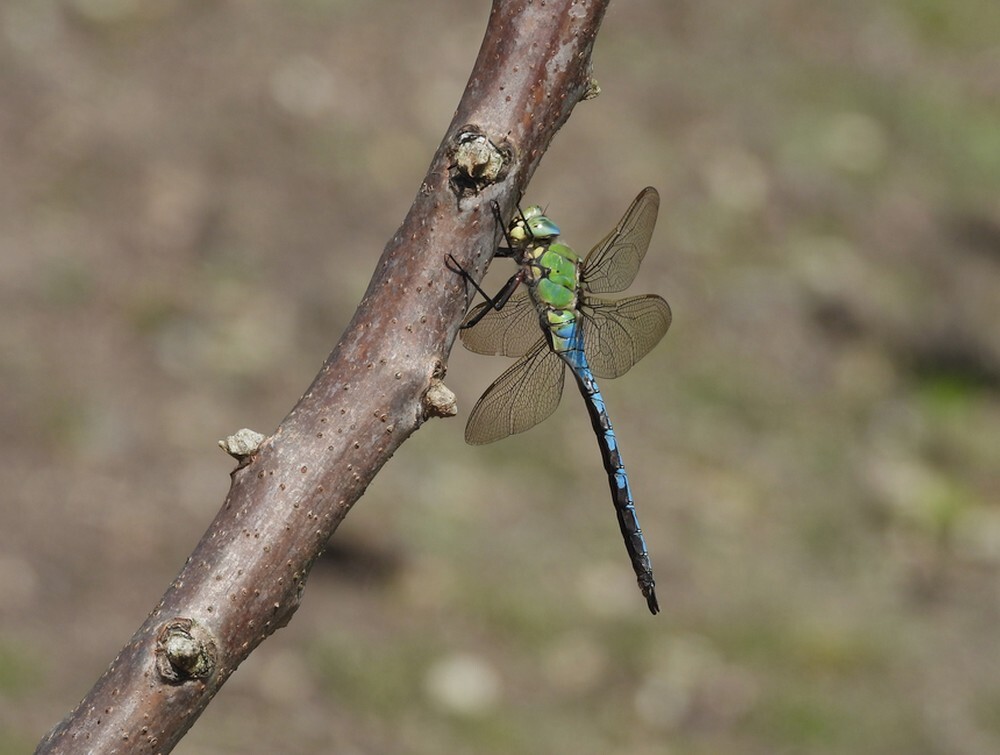 grotekeizerlibelmanfortgrachtbotanischetuinenutrecht25062024