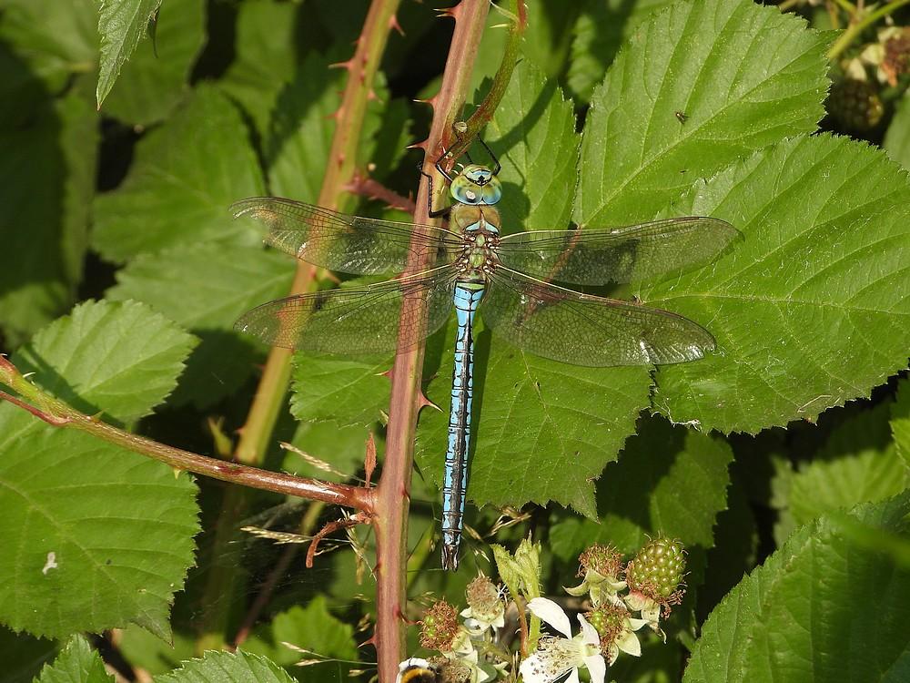 grotekeizerlibelregteheideriel09072021