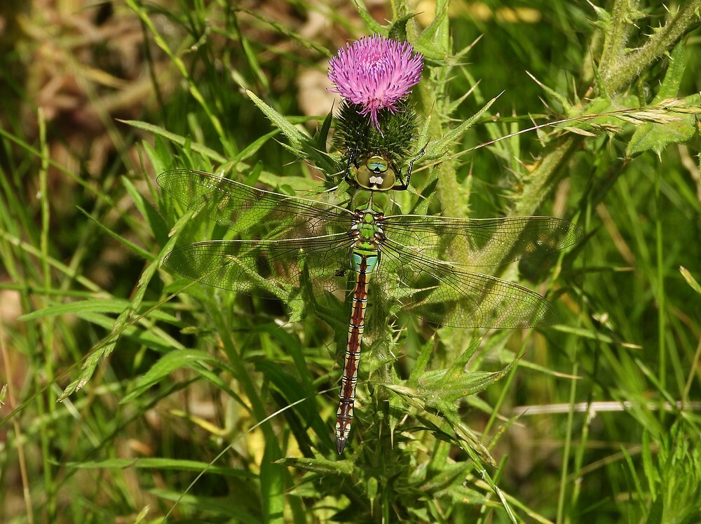 grotekeizerlibelvrouwbotanischetuinenutrecht28062024