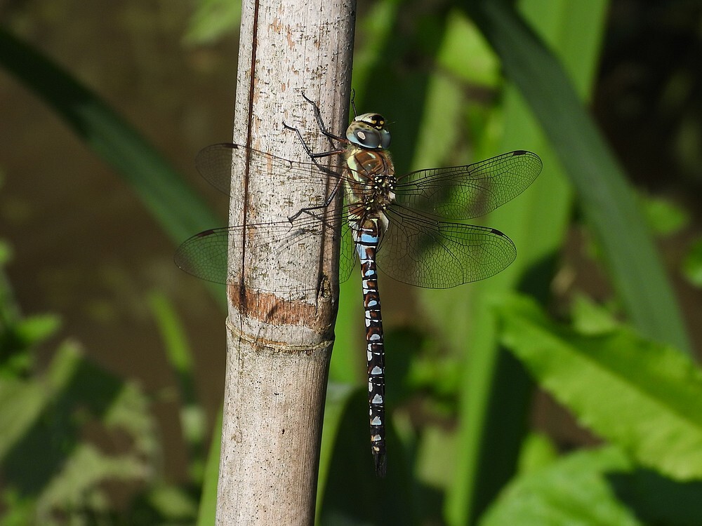 paardenbijtermaninsectenweidebotanischetuinenutrecht27072024
