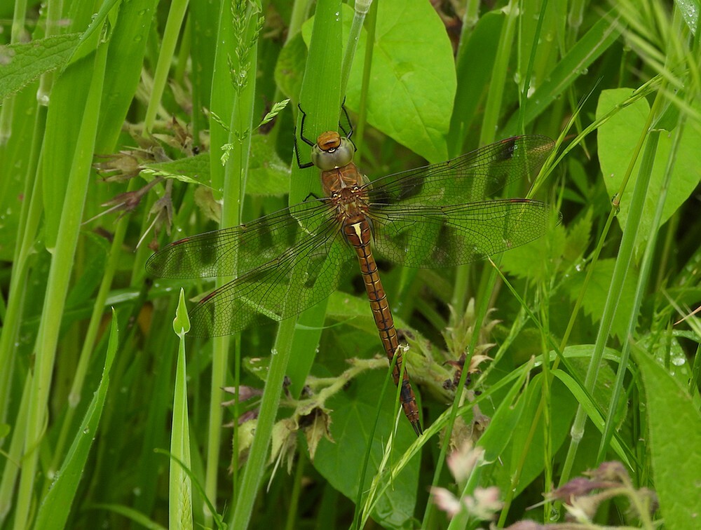 vroegeglazenmakermanbotanischetuinenutrecht27052024