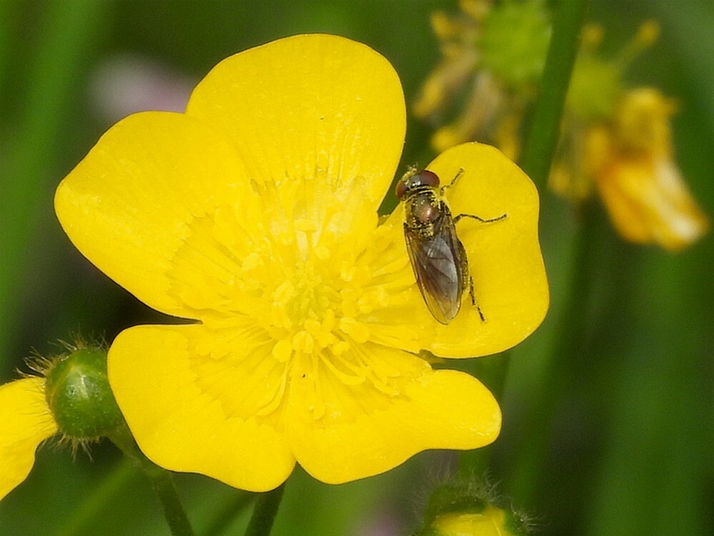 gewoonglimlijfjevrouwopscherpeboterbloeminsectenweidebotanischetuinenutrecht10052024