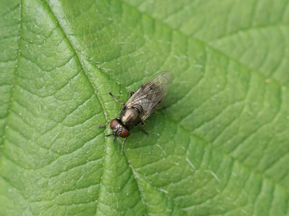 vroegeglimmervrouwzouweboezemgebied18042026