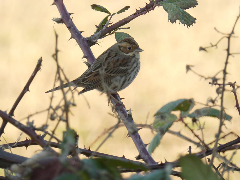 dwerggorzennoordwijk21012017 3