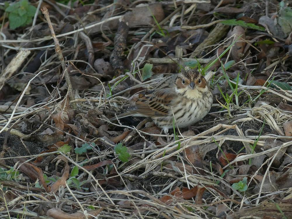 dwerggorzennoordwijk21012017 6