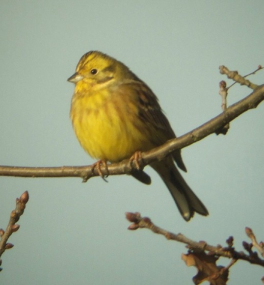 geelgors de maashorst uden 13 dec. 2008 9