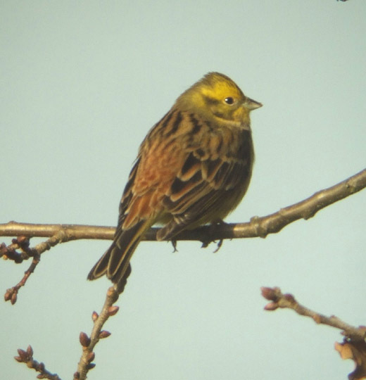 geelgors de maashorst uden 13 dec. 2008 5