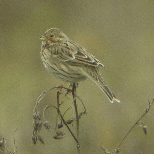grauwegorsbrabantsebiesboschwerkendam04112007 1