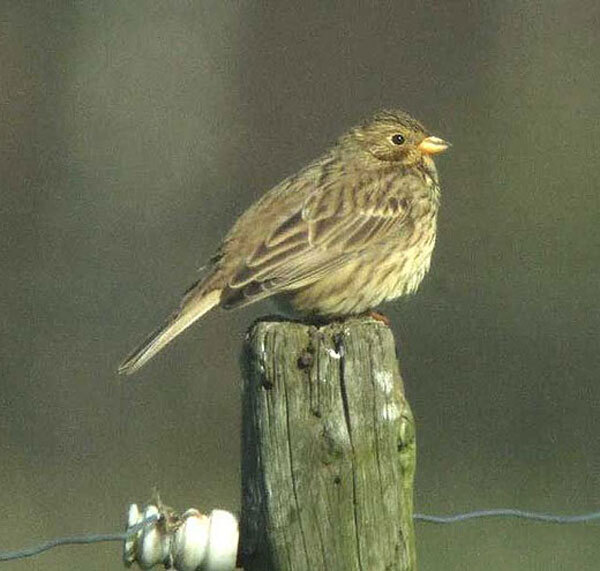 grauwegorsvughtsegement04042007 2