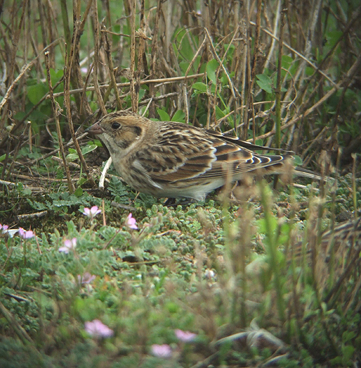ijsgorsopreigersbekmaasvlakte19092010 1