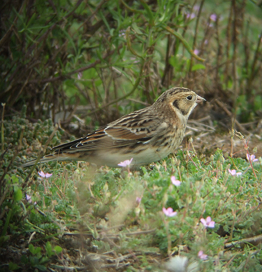 ijsgorsopreigersbekmaasvlakte19092010 2