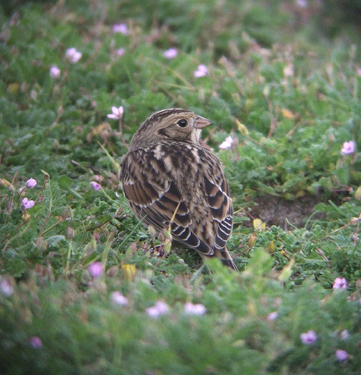 ijsgorsopreigersbekmaasvlakte19092010 5