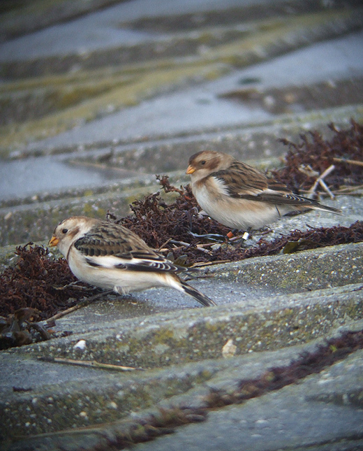 sneeuwgorzenoesterdamzeeland17012010