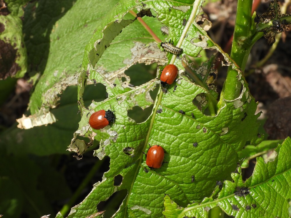 grotepopulierenhaanevolutietuinbotanischetuinenutrecht19062024