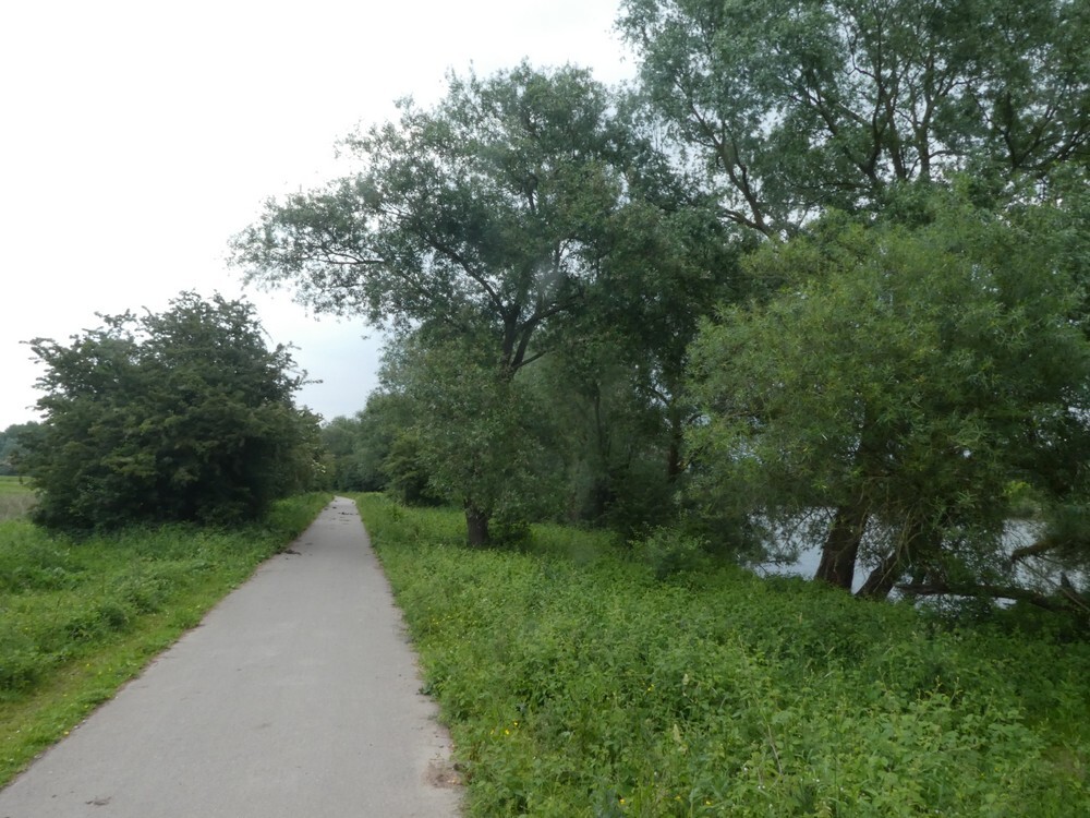 twintigstippeligwilgenhaantjemeinerswijkarnhem24052018 2