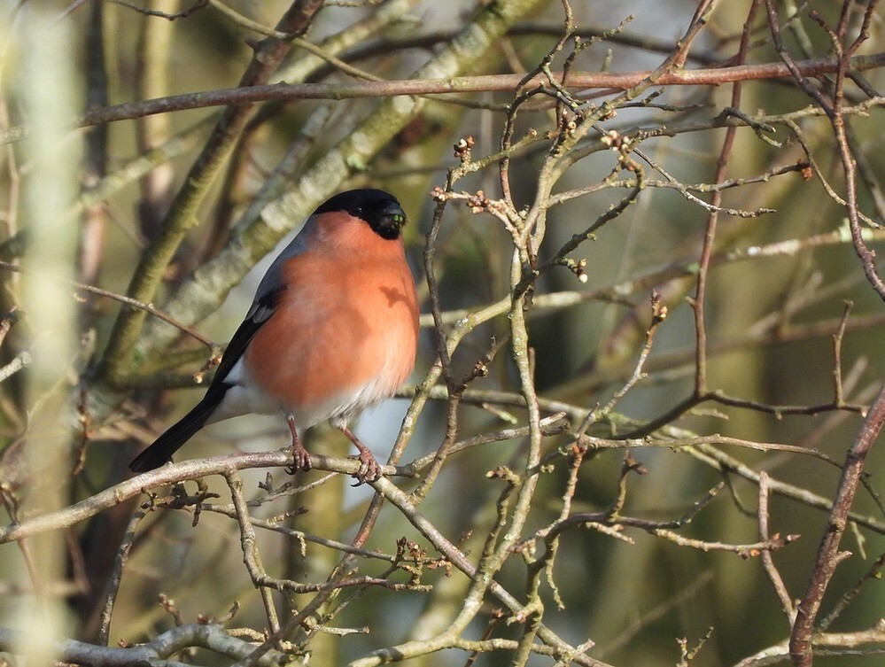 goudvinkmaningewoneesbotanischetuinenutrecht01032024 1