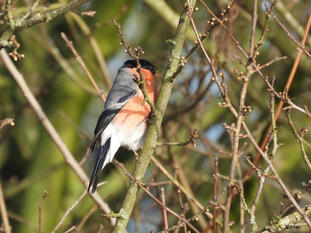 goudvinkmaningewoneesbotanischetuinenutrecht01032024 2