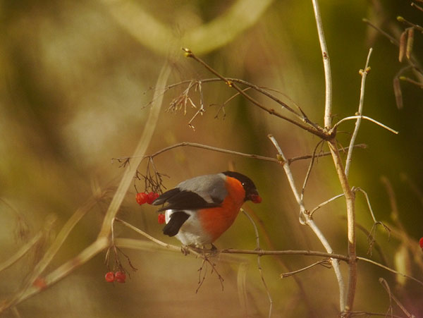 goudvinkmanopgelderseroosvianen04022015 10