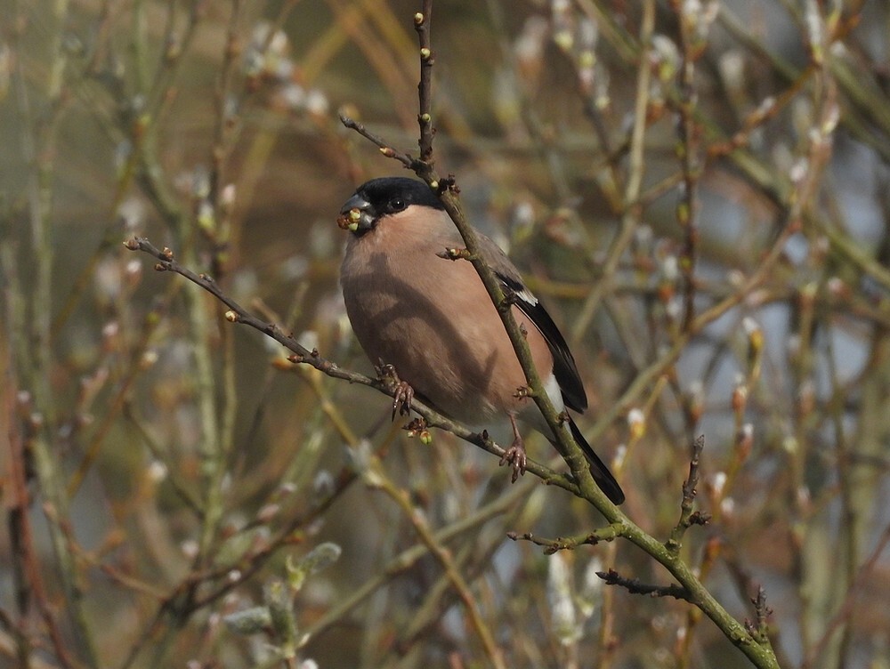 goudvinkvrouwbotanischetuinenutrecht04032024 1