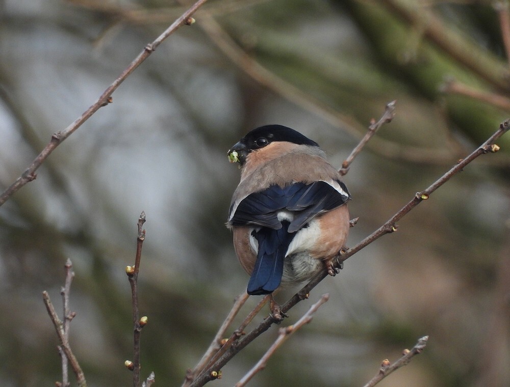 goudvinkvrouwbotanischetuinenutrecht04032024 3