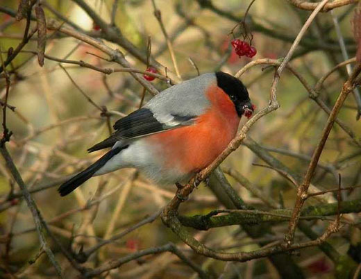 noordsegoudvinkmanopgelderserooskooikersparkhouten30112005 1