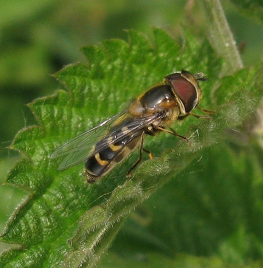 gelehalvemaanzweefvliegvrouwdeavelingen21052009